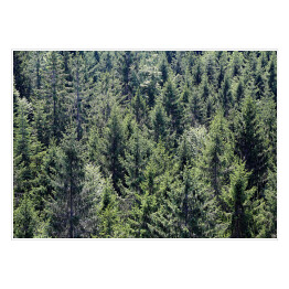 Plakat samoprzylepny Skandynawski las - widok z góry