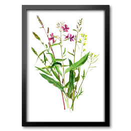 Akwarela - botaniczny rysunek dzikich kwiatów