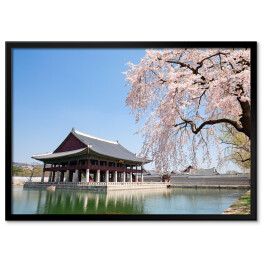 Plakat w ramie Kwitnąca wiśnia przy świątyni