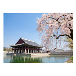 Plakat Kwitnąca wiśnia przy świątyni
