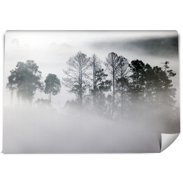 Fototapeta Zagajnik w gęstej mgle