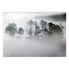 Plakat samoprzylepny Zagajnik w gęstej mgle