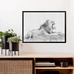 Obraz w ramie Ryczący lew - szkic