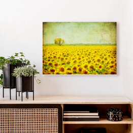 Obraz na płótnie Obraz pola słoneczników