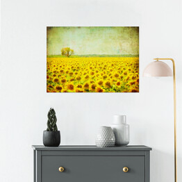 Plakat Obraz pola słoneczników