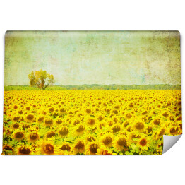 Fototapeta winylowa zmywalna Obraz pola słoneczników