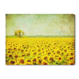 Obraz na płótnie Obraz pola słoneczników