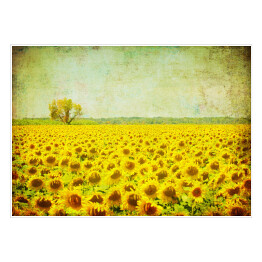 Plakat samoprzylepny Obraz pola słoneczników
