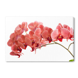 Czerwona orchidea na białym tle