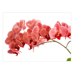 Czerwona orchidea na białym tle