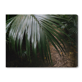 Obraz na płótnie Dżungla Ishigakijima - zielona roślinność