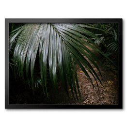 Obraz w ramie Dżungla Ishigakijima - zielona roślinność