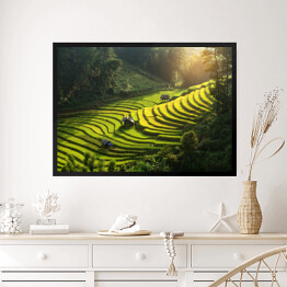 Obraz w ramie Plantacja ryżu, Wietnam