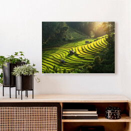 Obraz na płótnie Plantacja ryżu, Wietnam