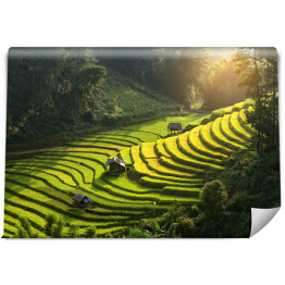 Fototapeta winylowa zmywalna Plantacja ryżu, Wietnam