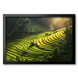 Obraz w ramie Plantacja ryżu, Wietnam
