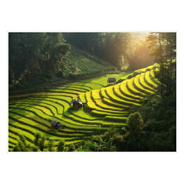 Plakat samoprzylepny Plantacja ryżu, Wietnam