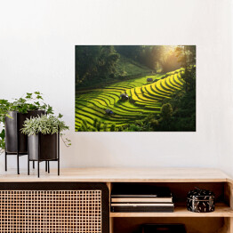 Plakat samoprzylepny Plantacja ryżu, Wietnam