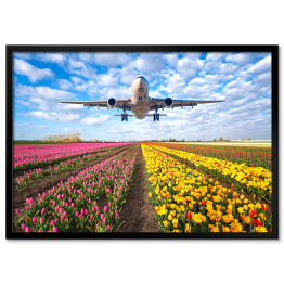 Plakat w ramie Samolot nad polem pełnym kwiatów
