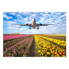 Plakat samoprzylepny Samolot nad polem pełnym kwiatów