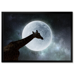 Plakat w ramie Żyrafa w nocy na tle księżyca