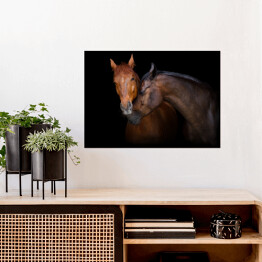 Plakat samoprzylepny Dwa brązowe konie - portret na czarnym tle