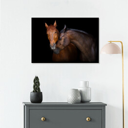 Plakat w ramie Dwa brązowe konie - portret na czarnym tle