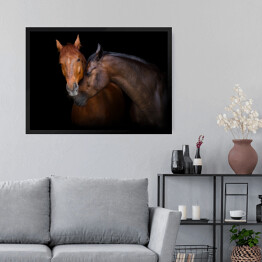 Obraz w ramie Dwa brązowe konie - portret na czarnym tle