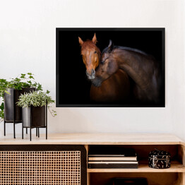 Obraz w ramie Dwa brązowe konie - portret na czarnym tle