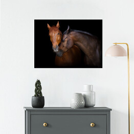 Plakat samoprzylepny Dwa brązowe konie - portret na czarnym tle