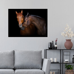 Plakat Dwa brązowe konie - portret na czarnym tle