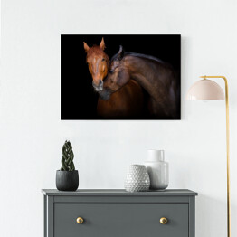 Obraz na płótnie Dwa brązowe konie - portret na czarnym tle