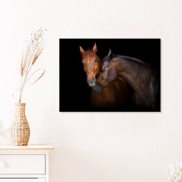Plakat w ramie Dwa brązowe konie - portret na czarnym tle