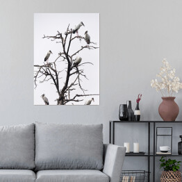 Plakat Ptaki siedzące na drzewie