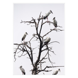 Plakat Ptaki siedzące na drzewie