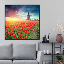 Plakat w ramie Holenderski wiatrak i czerwone tulipany