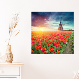 Plakat samoprzylepny Holenderski wiatrak i czerwone tulipany