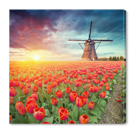 Holenderski wiatrak i czerwone tulipany