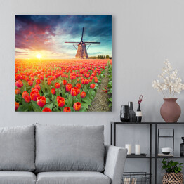  Holenderski wiatrak i czerwone tulipany