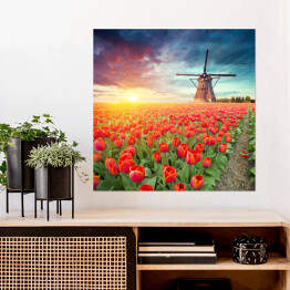 Plakat samoprzylepny Holenderski wiatrak i czerwone tulipany