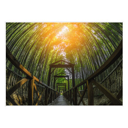 Plakat samoprzylepny Bambusowy las w Południowej Korei