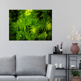 Plakat Zielona paproć - liść 