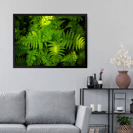 Obraz w ramie Zielona paproć - liść 