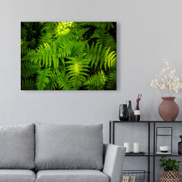 Obraz na płótnie Zielona paproć - liść 