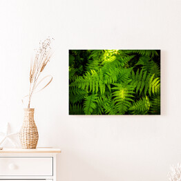 Obraz klasyczny Zielona paproć - liść 