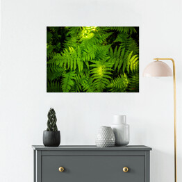 Plakat samoprzylepny Zielona paproć - liść 