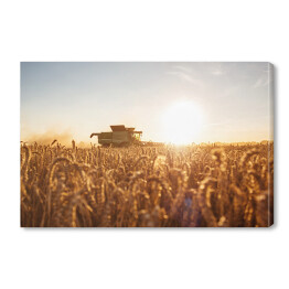 Obraz na płótnie Kombajn na polu w blasku zachodzącego słońca