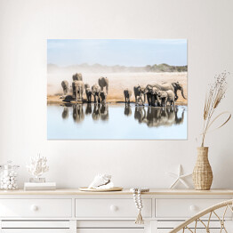 Wielka rodzina afrykańskich słoni przy wodopoju, Afryka