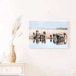 Obraz na płótnie Wielka rodzina afrykańskich słoni przy wodopoju, Afryka
