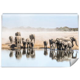 Fototapeta Wielka rodzina afrykańskich słoni przy wodopoju, Afryka